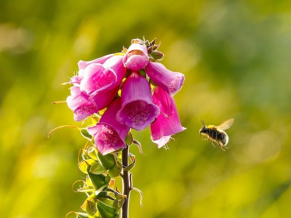Biene fliegt zur Blume